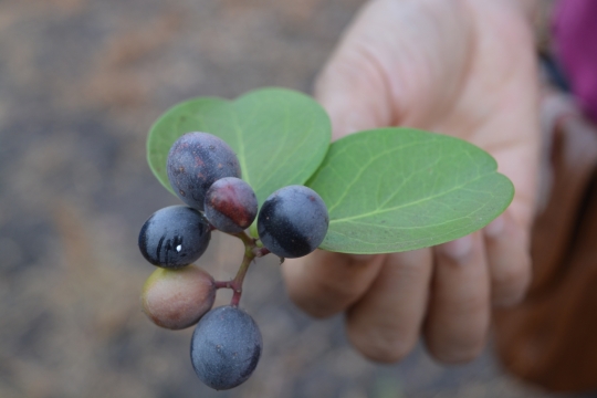 采摘下手中紫色山葡萄水果摄影