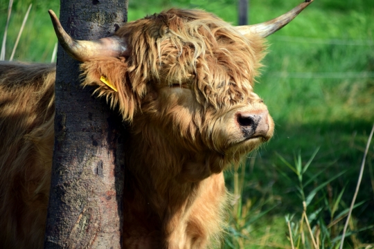 树荫下的牦牛悠闲一幕高清摄影