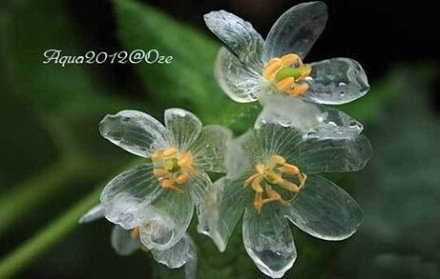 清新唯美植物花朵写真