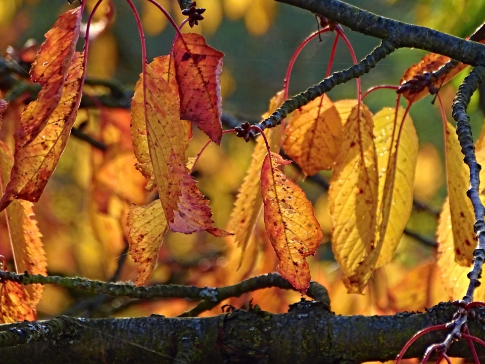 秋季红色树叶近景纹路特写