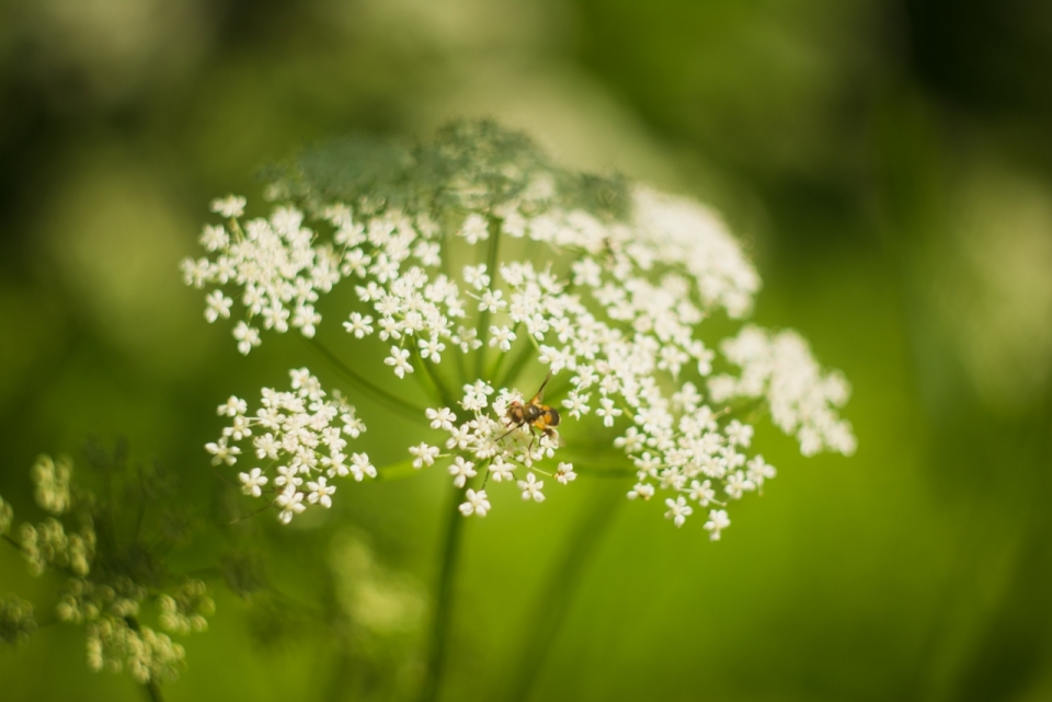 微距摄影_白色小花上采蜜的蜜蜂