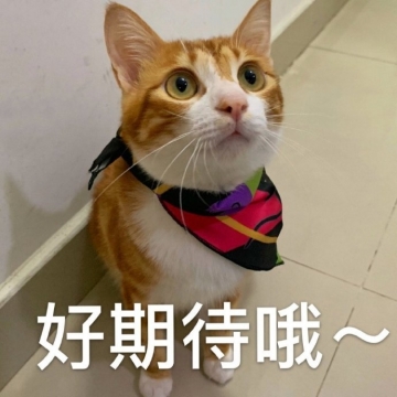 唯美搞笑表情包图片
