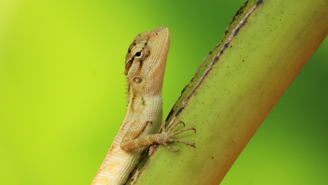 微距摄影_自然绿色植物上野生蜥蜴