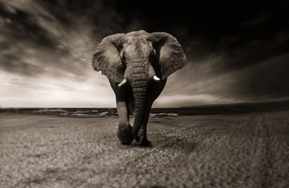 空无一物的荒野中独自行走的大象黑白摄影