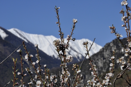 摄影技术_雪山前梅花树下清新美景