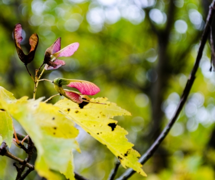 枯败红色花朵黄色树叶植物