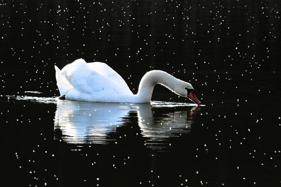 星空背景合成白色优雅天鹅动物