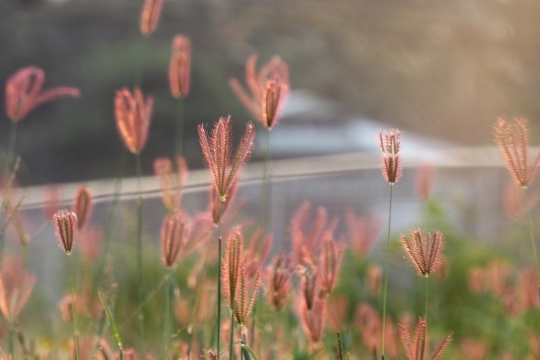 丛林山野盛开美丽花朵植物风光