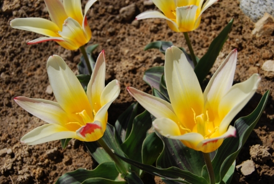 庭院泥土种植黄色花朵盛开美景