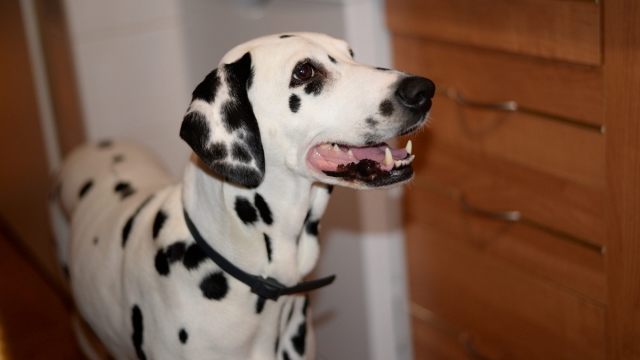 斑点狗高清桌面壁纸