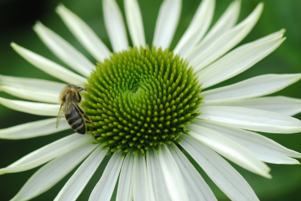 户外白色花朵绿色花蕊植物蜜蜂