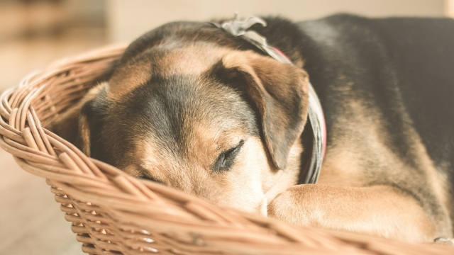趴着睡觉多多狗狗高清桌面壁纸