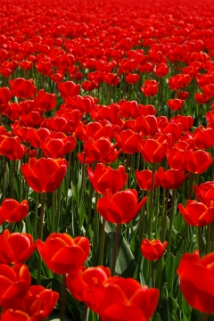 阳光照耀红色花园美丽风光特写