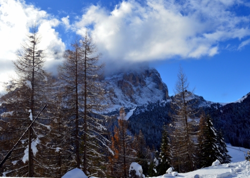 蓝天白云雪山山峰和云杉树林风景