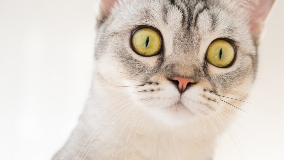 可爱猫咪图片
