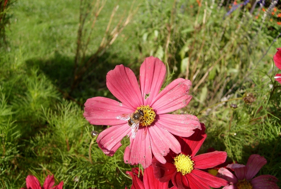 阳光下蜜蜂在盛开的美丽红色花朵上采蜜