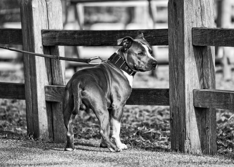 黑白户外木制栏杆前拴牵引绳宠物狗