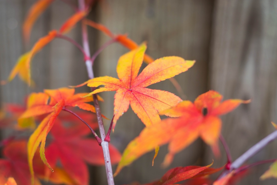秋天红黄色枫树叶植物摄影