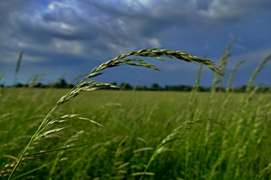 小村庄茂密绿色麦田自然风景
