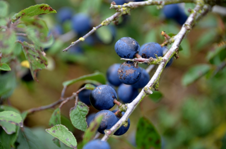 蓝莓树果园饱满蓝莓微距特写
