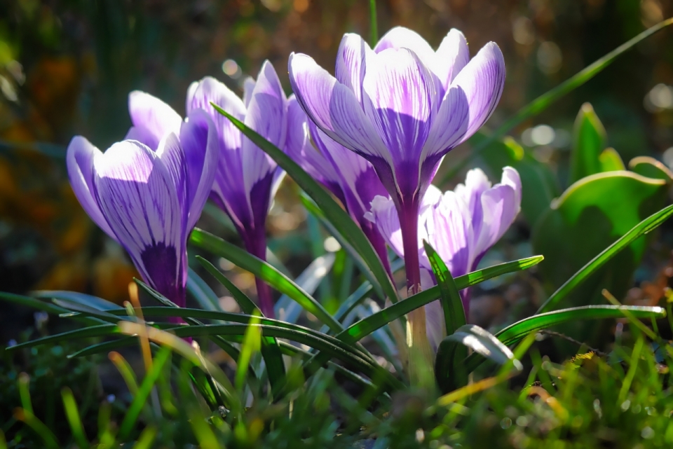阳光户外紫色花朵绿色叶子自然植物