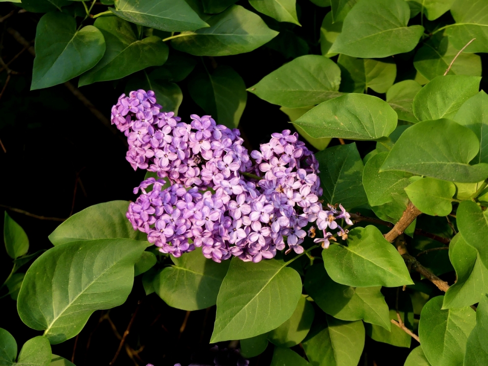 户外自然绿色叶子紫色花朵植物