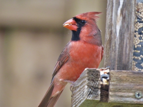 背景虚化木头边缘北美红雀摄影