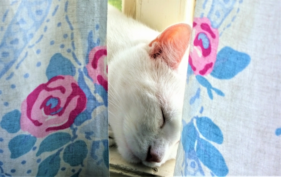 窗台上窗帘后正在睡觉的白色小猫