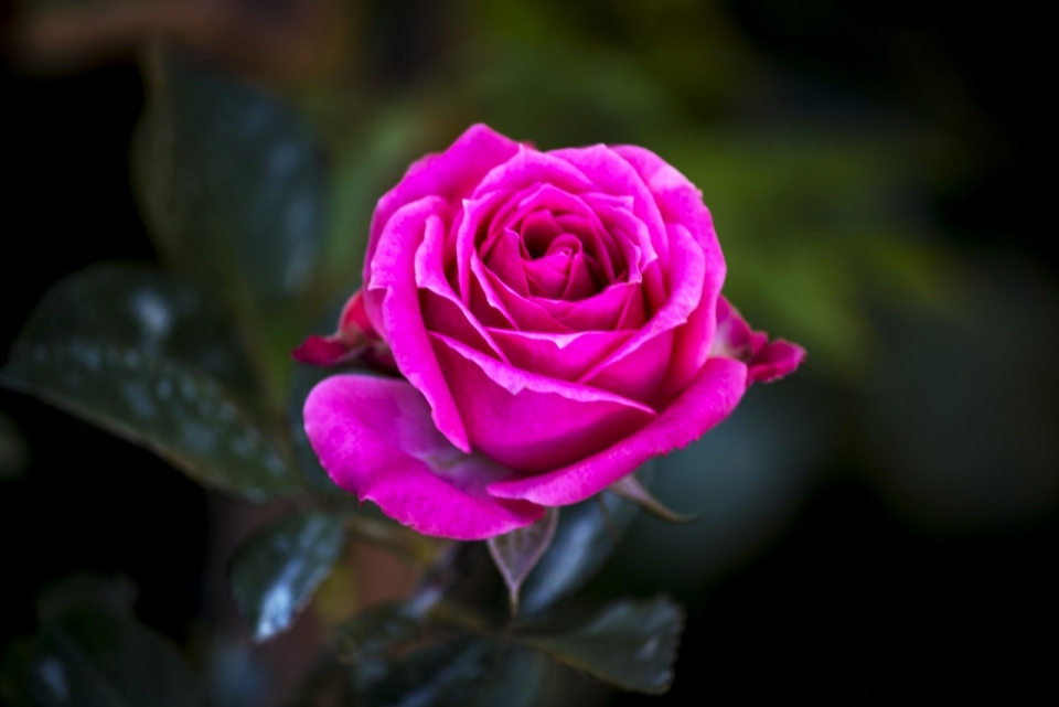微距摄影_盛开的紫红色玫瑰