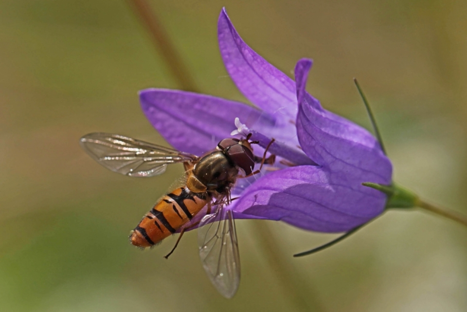 微距摄影_户外紫色自然花朵植物上蜜蜂