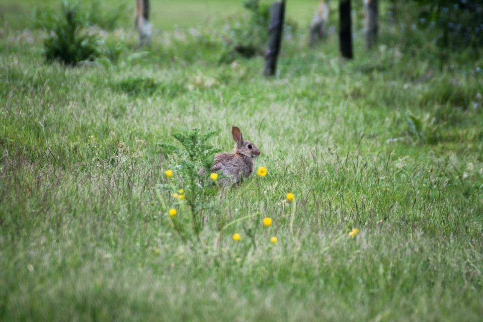 森林中的灰色野兔高清摄影