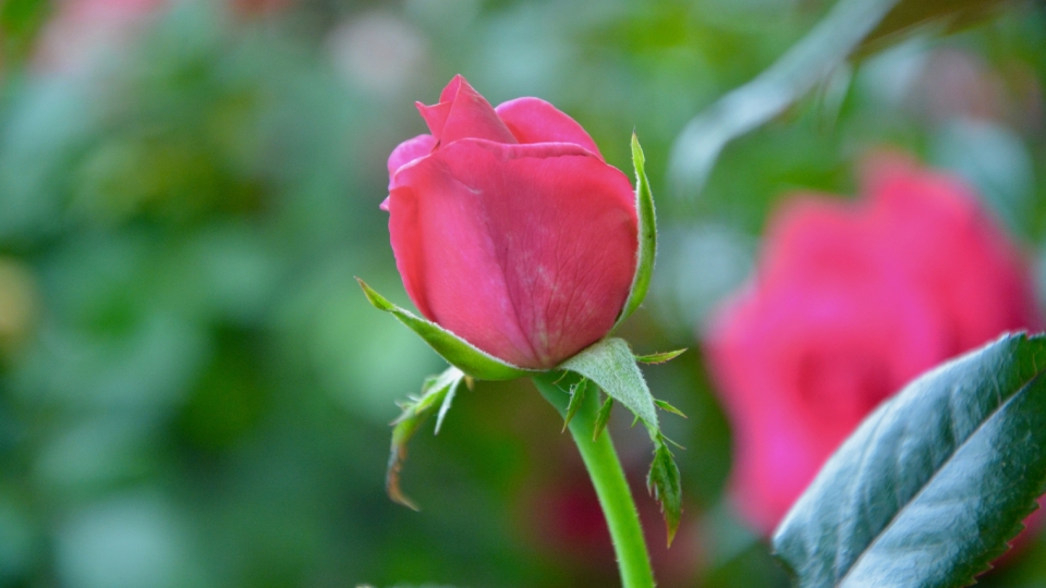 红玫瑰鲜花美丽漂亮高清桌面壁纸