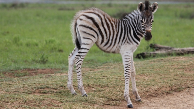 自然界斑马风景风光无水印电脑桌面高清壁纸图片