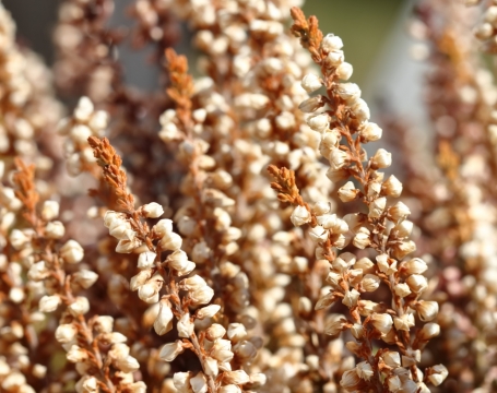 阳光户外自然植物枝干清新白色花苞