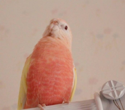 蜜桃味的可爱鸟儿写真图片