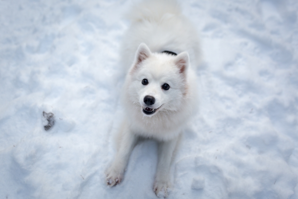 冬天雪后地面可爱白色萨摩耶狗