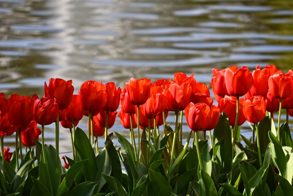 阳光自然湖泊边红色花朵绿色叶子植物