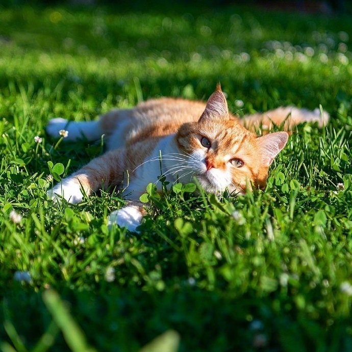 唯美清新草丛里的猫图片