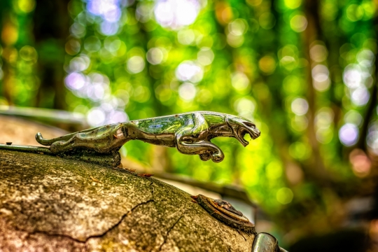阳光自然森林废弃轿车车标特写
