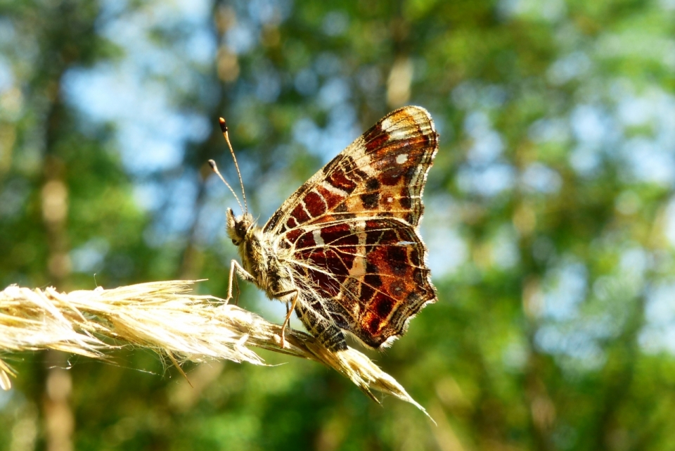 微距摄影_虚化背景自然森林干枯植物上蝴蝶