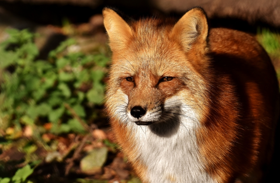 一只在阳光下微眯着眼睛的狐狸