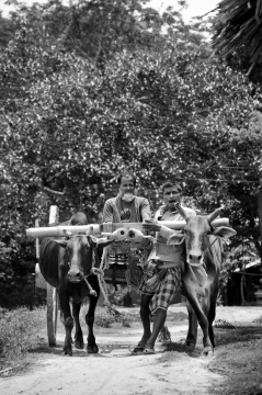 黑白户外小路坐牛车老年男性