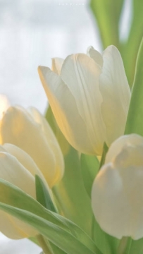 郁金香写真图片