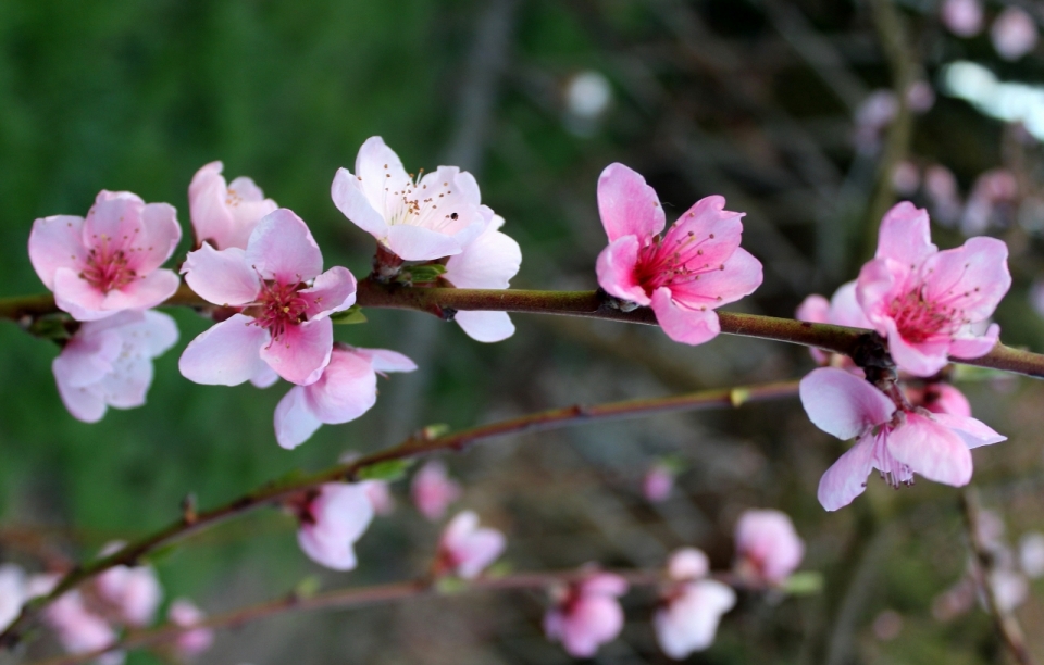 户外自然树木树枝鲜艳美丽粉色花朵