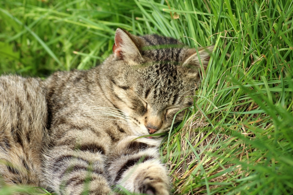 自然绿色草坪间睡眠可爱宠物狸花猫