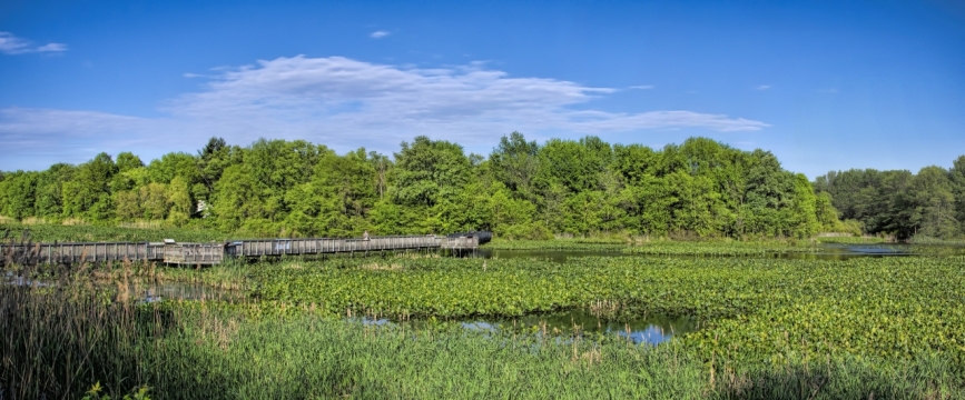 户外湿地池塘密布绿色植物风光