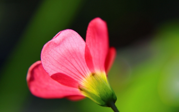 清新淡雅的小花图片桌面壁纸