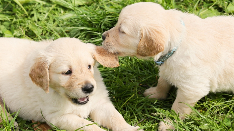 拉布拉多幼犬高清桌面壁纸