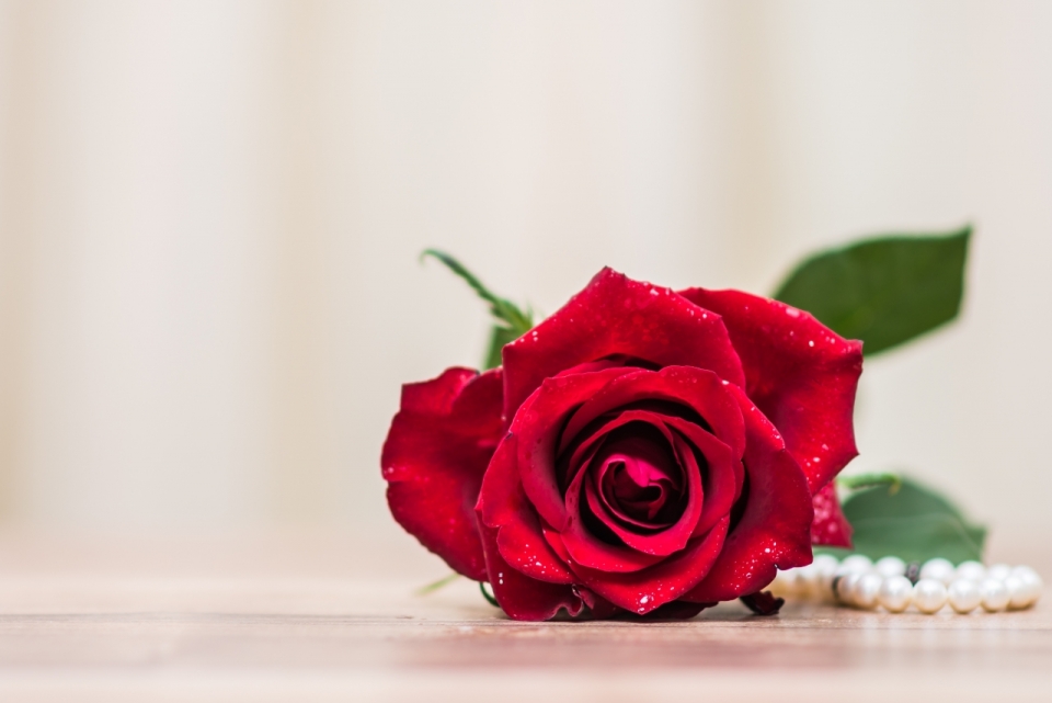 室内木制桌面红色花朵玫瑰浪漫珍珠装饰