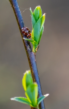 阳光自然植物绿色叶子边红色昆虫